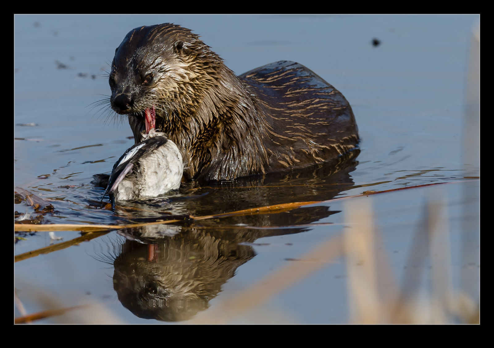 It's otter carnage!