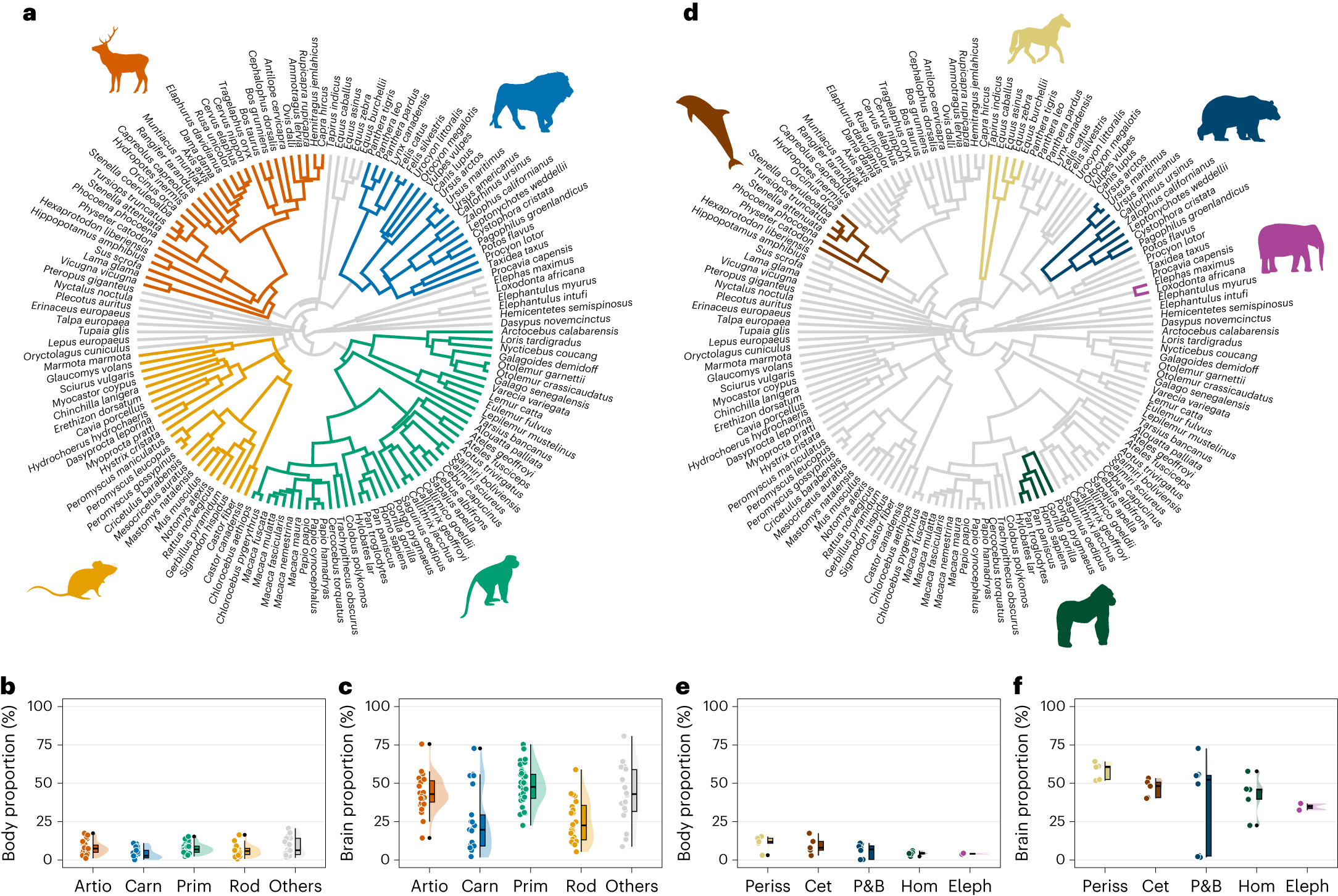 The evolution of human altriciality and brain development in comparative context