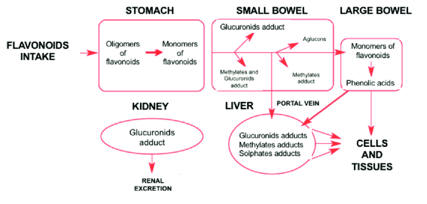 Study elucidates human metabolism of key flavonoids